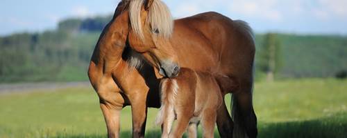 How to take care of a pregnant mare