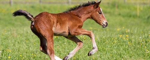 How to care for a new-born foal