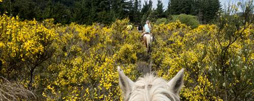What are the best horse-riding holidays in the world?