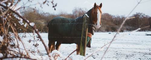 How to care for your horses through the winter