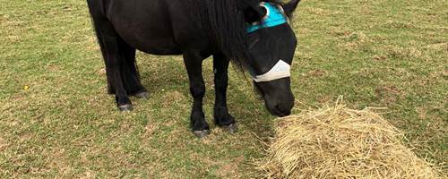 The Not-So-Secret Diary of Diva The Shetland Pony - Hot Days and Tooth Fairies