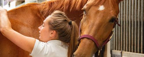 What is equine massage?