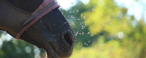 Does your horse need a fly mask?