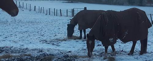 Paula's Blog - A few days of frost and not sinking in the mud whoppee!