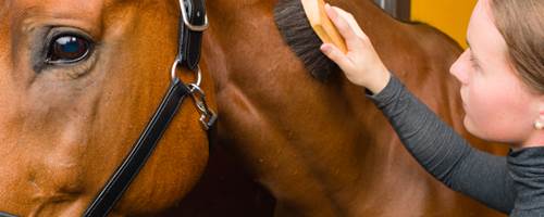How much time does it take to care for a horse?