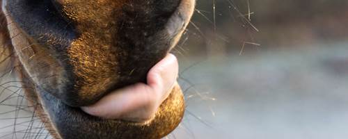 Facts about your horse’s tongue