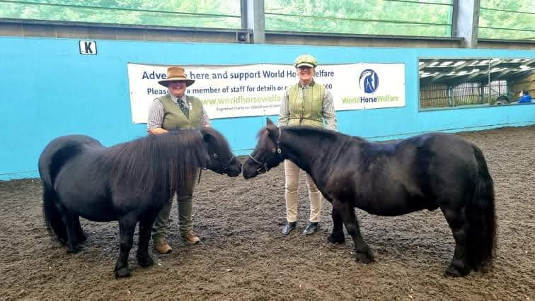 The Not-So-Secret Diary of Diva the Shetland Pony - Shortages and Showtime