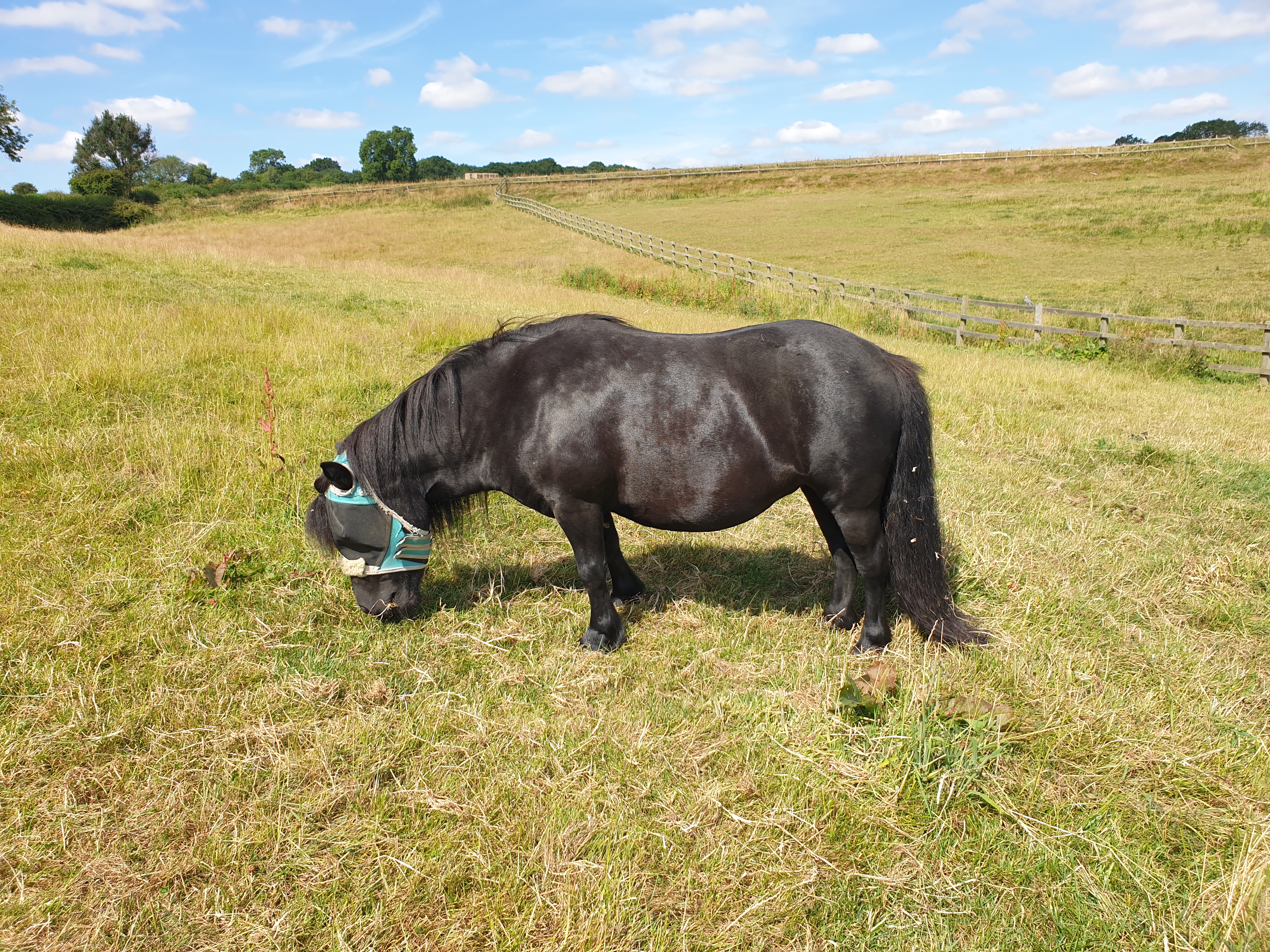 The Not-So-Secret Diary of Diva the Shetland Pony - It’s that time of year again…hair!