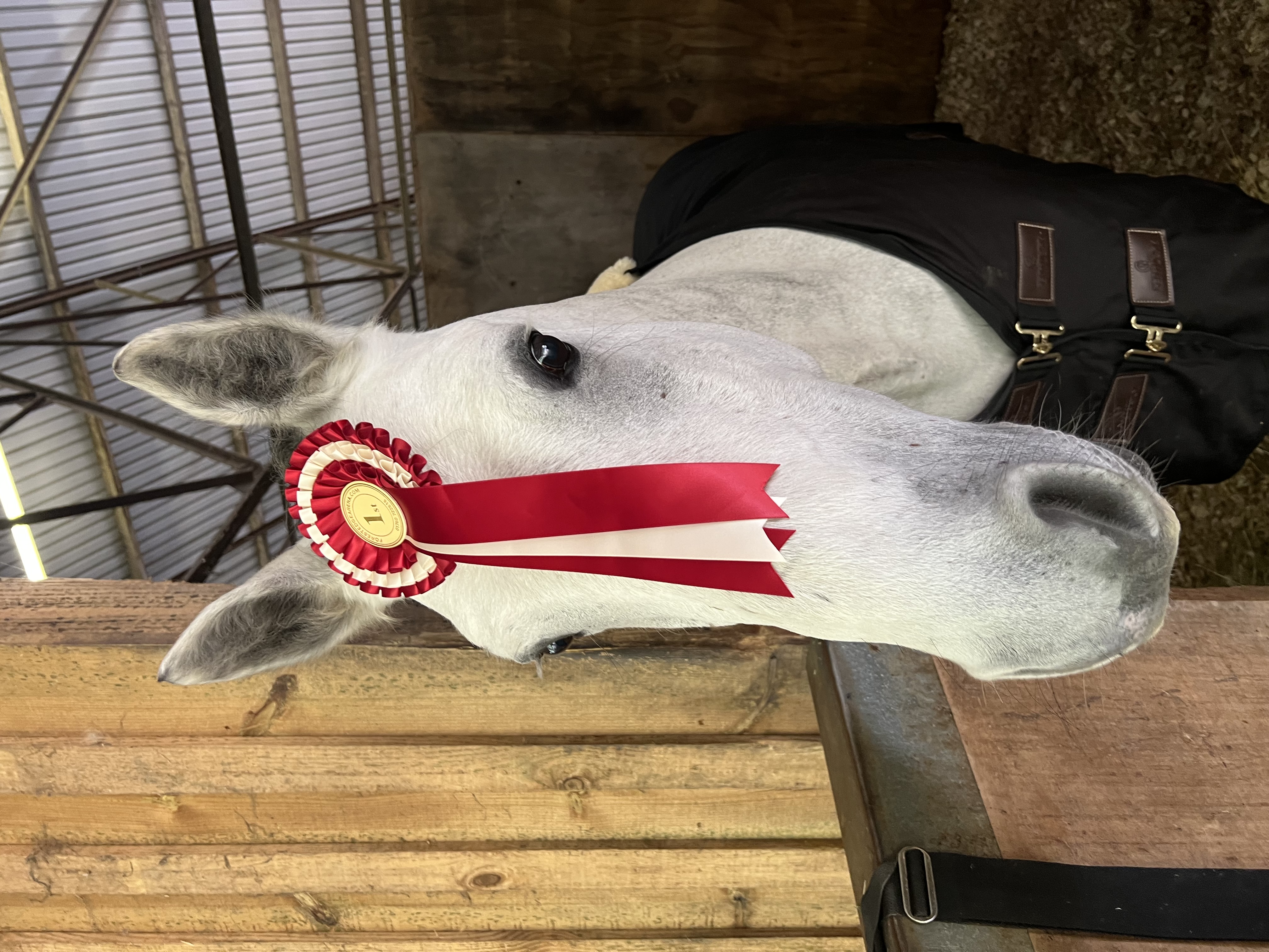 Horse with prize rosette