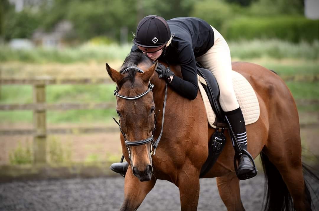 Brown horse