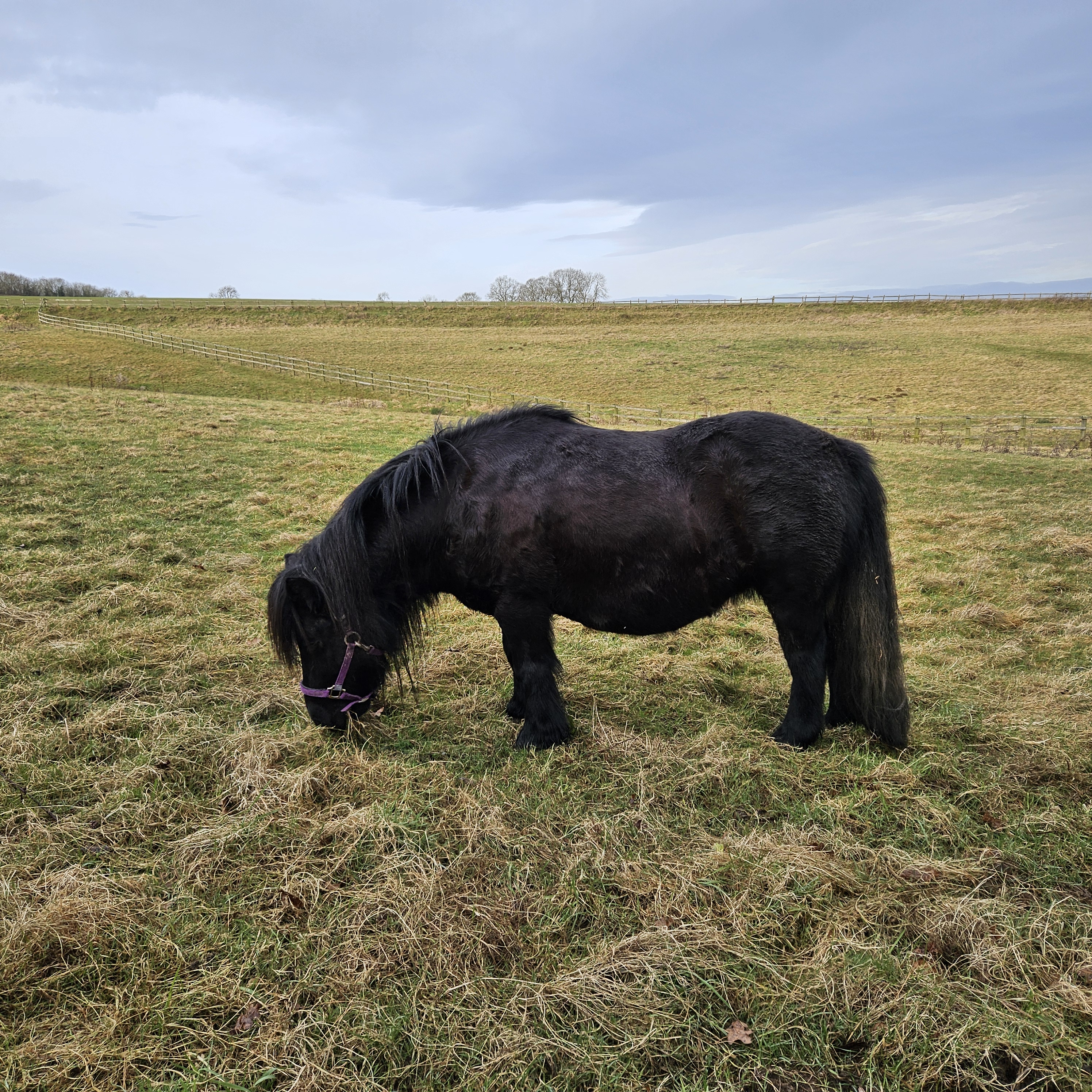 The Not-So-Secret Diary of Diva the Shetland Pony - New Year, New Routines