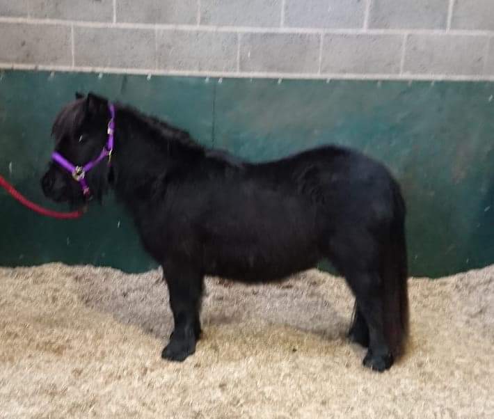 Black horse