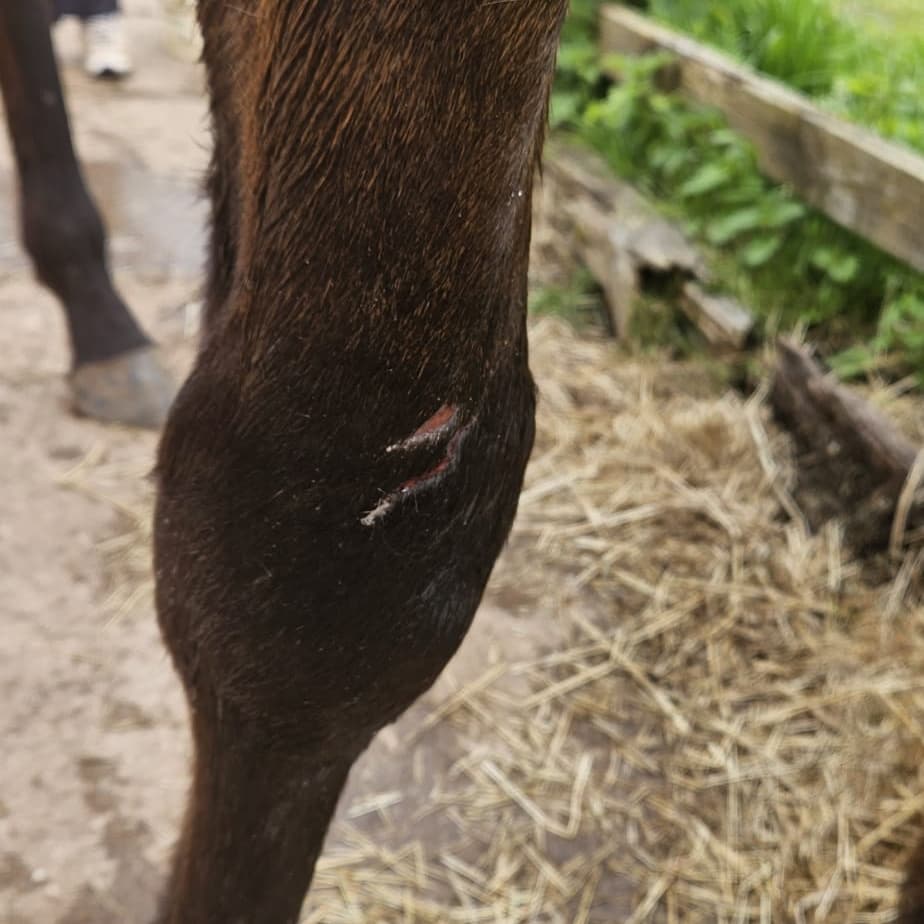 Horse leg cut