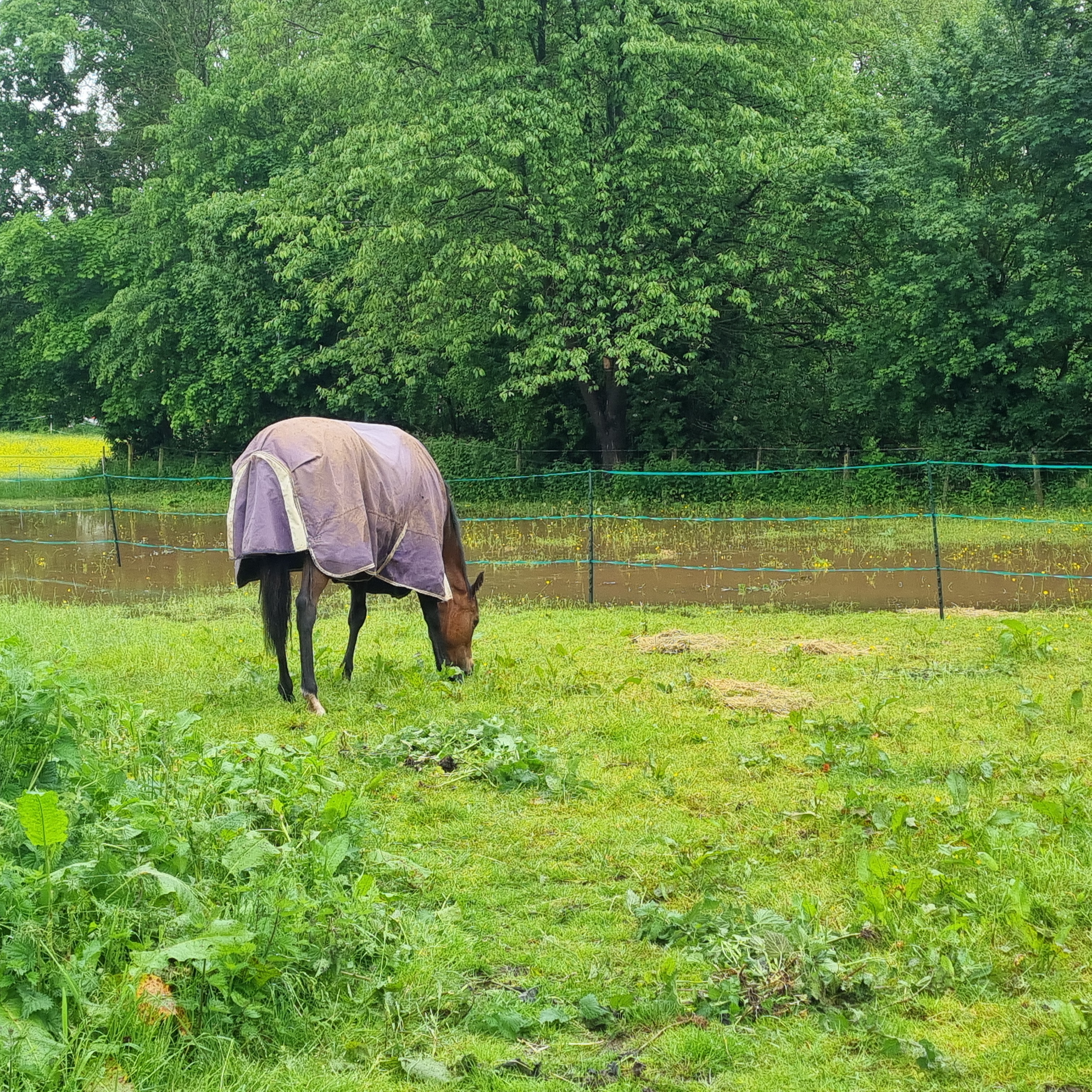 Horse in field