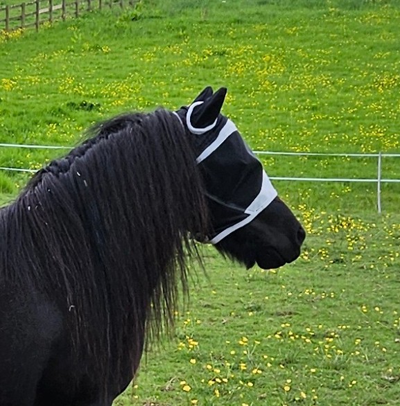 Black horse