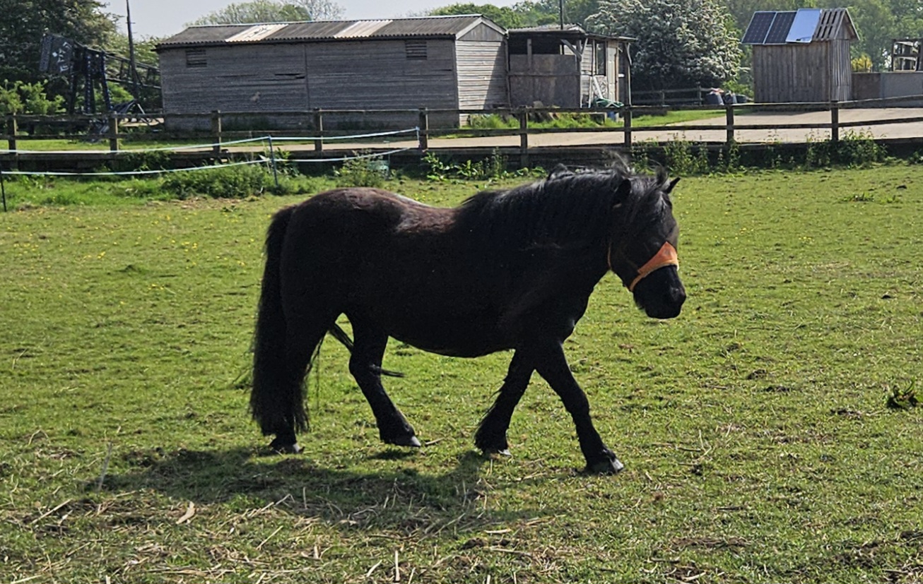 Horse in field