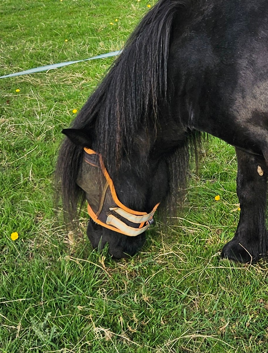 Horse eating