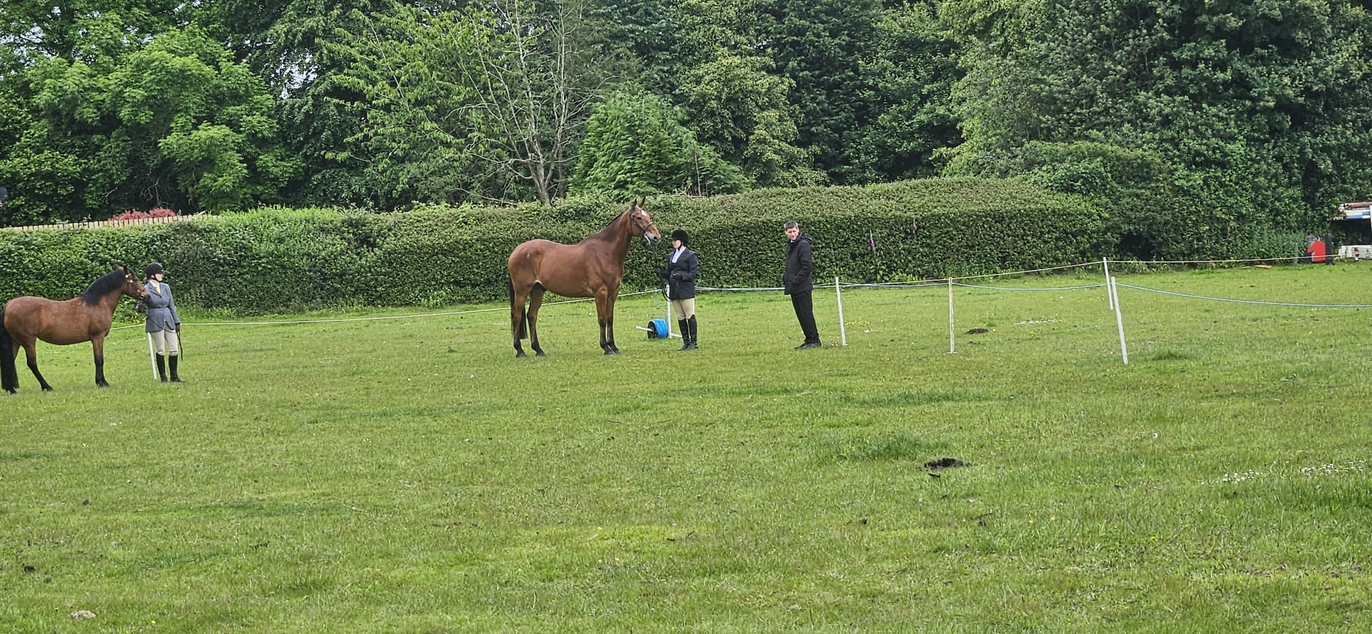 Horses in field