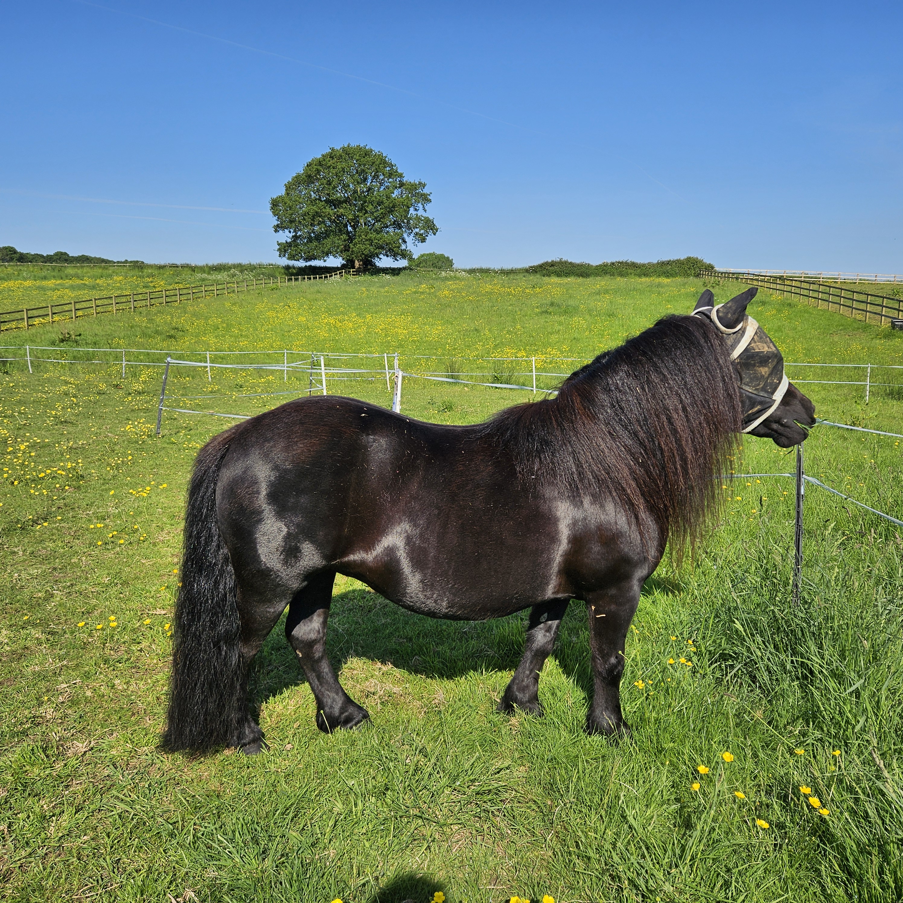 Horse in field