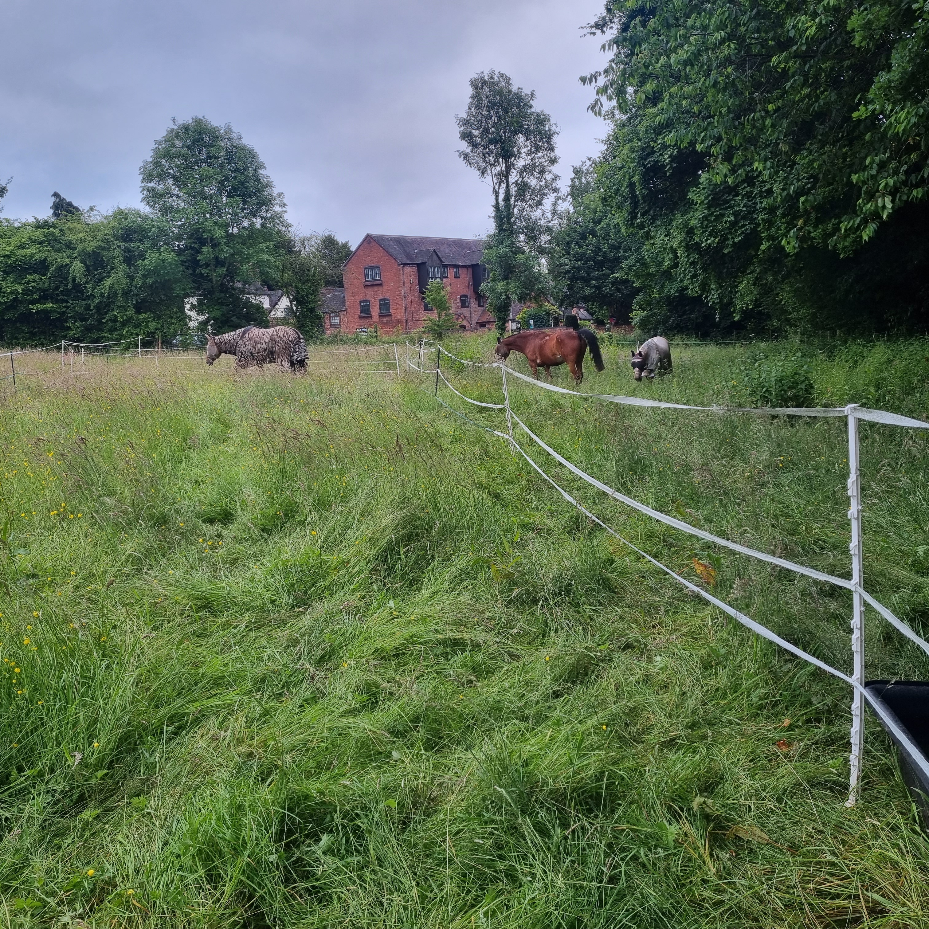 Horses in field