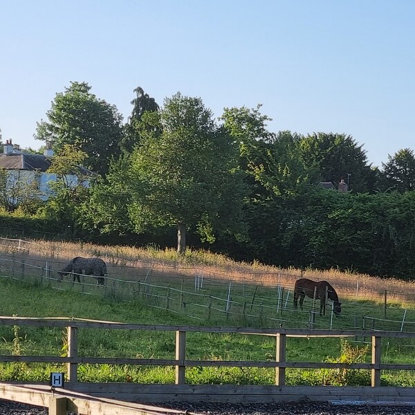 Horses in field