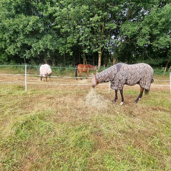 Horses in field